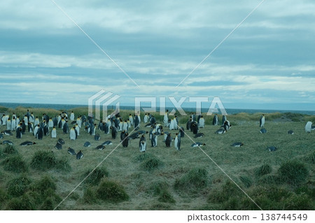 King penguin 138744549