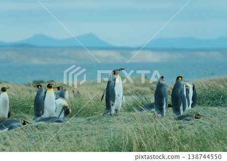 King penguin 138744550