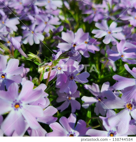 Moss phlox blooming in spring Moss phlox blooming in spring 138744584