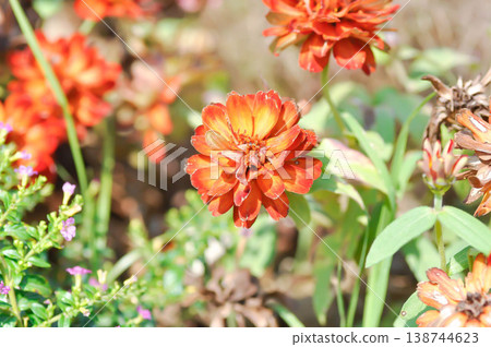 Zinnia or Zinnia angustifolia,Zinnia angustifolia Kunth or Asteraceae or orange flower Zinnia or Zinnia angustifolia,Zinnia angustifolia Kunth or Asteraceae or orange flower 138744623