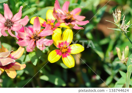 Zinnia or Zinnia angustifolia or Asteraceae and Zinnia Profusion Profusion Red Yellow Bicolor or Zinnia x hybrida Profusion Zinnia or Zinnia angustifolia or Asteraceae and Zinnia Profusion Profusion Red Yellow Bicolor or Zinnia x hybrida Profusion 138744624