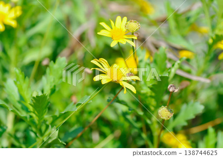 African bush daisy, Euryops chrysanthemoides or  Euryops pectinatus or Margarita amarilla or yellow flower 138744625