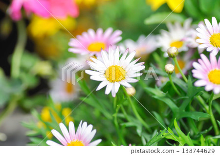 Japan daisy or purple Bellis perennis or purple daisy flower , daisy flower or Gold Carpet or Gloden Fleece or Asteraceae Japan daisy or purple Bellis perennis or purple daisy flower , daisy flower or Gold Carpet or Gloden Fleece or Asteraceae 138744629