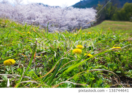 Sakura's season Sakura's season 138744641