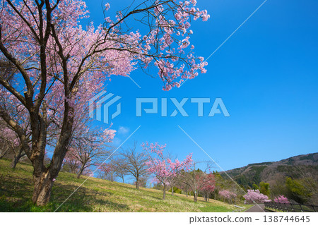 Sakura's season Sakura's season 138744645