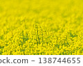 Rape blossoms Hokkaido 138744655