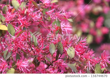 盛開的常磐金縷梅花(紅花金縷梅)〉 盛開的常磐金縷梅花(紅花金縷梅)〉 138744670