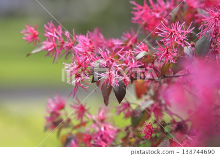 盛開的常磐金縷梅花（紅花金縷梅）〉 138744690