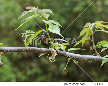 Male and female flowers of the paper mulberry tree Male and female flowers of the paper mulberry tree 138744720