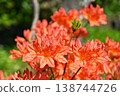 Azalea 138744726