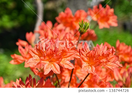 杜鵑花 杜鵑花 138744726