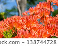 Azalea 138744728