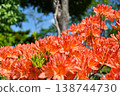 Azalea 138744730