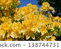 Azalea 138744731
