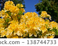 Azalea 138744733