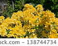 Azalea 138744734