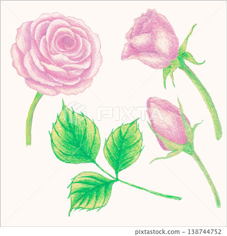 Rose watercolor botanical flower romantic floral element Rose watercolor botanical flower romantic floral element 138744752