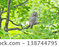 Wild bird Ezo owl 138744795