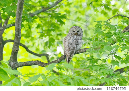 野生鳥類 Ezo 貓頭鷹 野生鳥類 Ezo 貓頭鷹 138744795