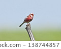 Wild bird Benimasico 138744857