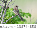 Wild bird Benimasico 138744858