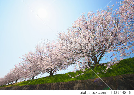 Cherry blossoms in full bloom shining in the blue sky Cherry blossoms in full bloom shining in the blue sky 138744866