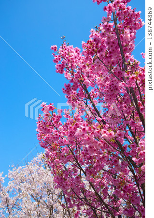 Cherry blossoms in full bloom shining in the blue sky Cherry blossoms in full bloom shining in the blue sky 138744869