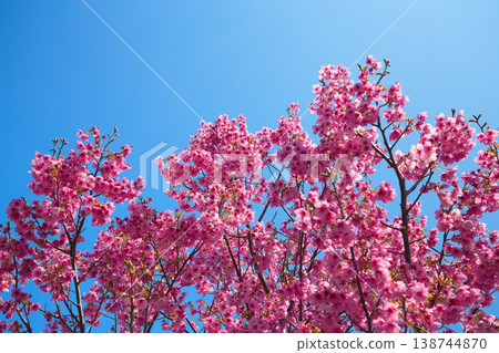 Cherry blossoms in full bloom shining in the blue sky Cherry blossoms in full bloom shining in the blue sky 138744870