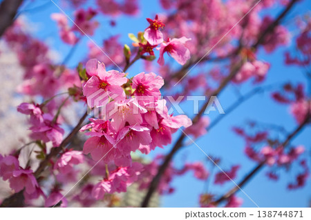 Cherry blossoms in full bloom shining in the blue sky Cherry blossoms in full bloom shining in the blue sky 138744871