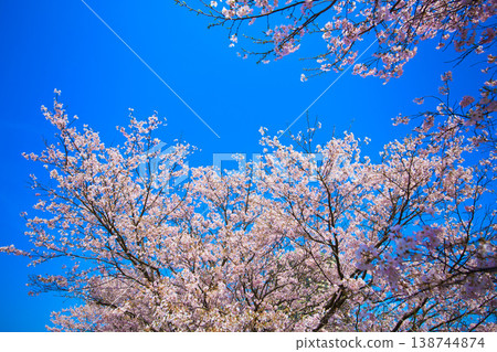 Cherry blossoms in full bloom shining in the blue sky Cherry blossoms in full bloom shining in the blue sky 138744874