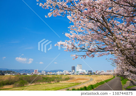 Cherry blossoms in full bloom shining in the blue sky Cherry blossoms in full bloom shining in the blue sky 138744875