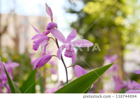 A cluster of fully bloomed orchids in the park: A spring outdoor scene. 138744894