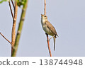 Wild bird: Oriental Reed Warbler 138744948