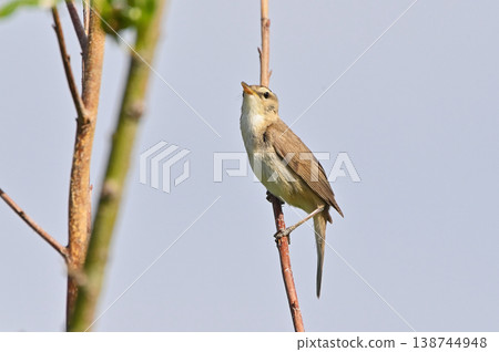 野生鳥類:東方葦鶯 野生鳥類:東方葦鶯 138744948