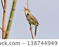 Wild bird: Oriental Reed Warbler 138744949