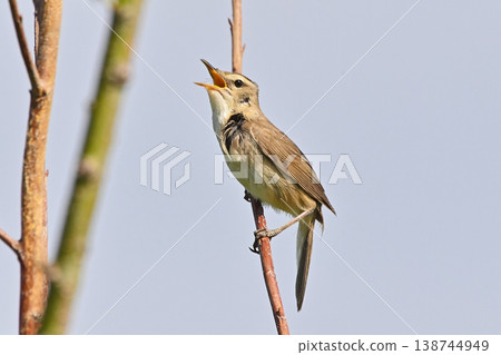 野生鳥類:東方葦鶯 野生鳥類:東方葦鶯 138744949
