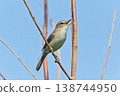 Wild bird: Oriental Reed Warbler 138744950