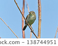 Wild bird: Oriental Reed Warbler 138744951