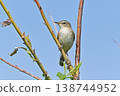 Wild bird: Oriental Reed Warbler 138744952
