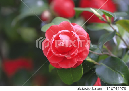 鮮紅色的少女山茶花 138744978