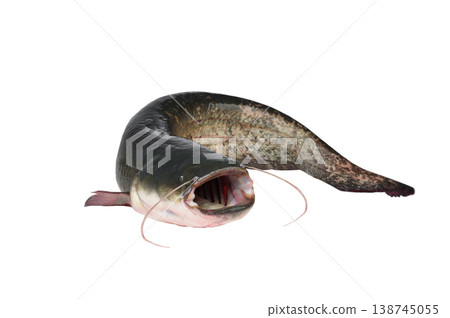Catfish weighing 7 kg isolated on white background Catfish weighing 7 kg isolated on white background 138745055