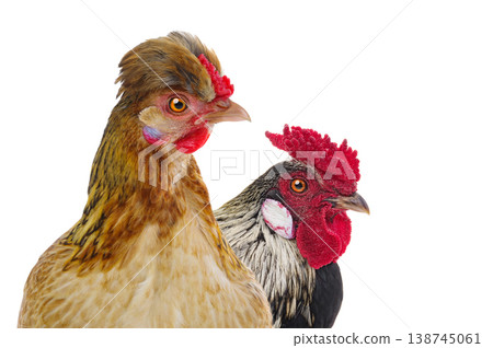 rooster and chicken isolated on white background rooster and chicken isolated on white background 138745061