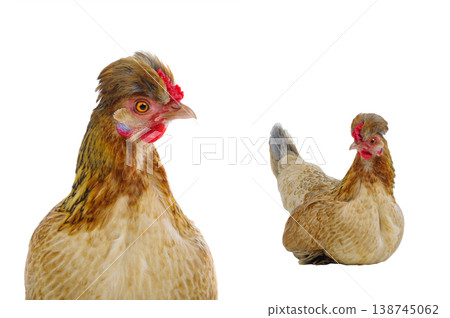 chicken isolated on white background chicken isolated on white background 138745062