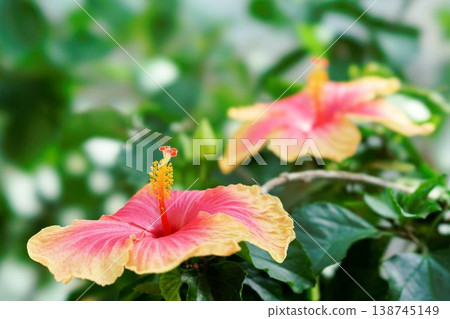 Hibiscus 138745149