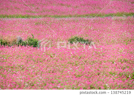 Mie Prefecture, Inabe City, Red Buckwheat Field, Autumn Image Mie Prefecture, Inabe City, Red Buckwheat Field, Autumn Image 138745219