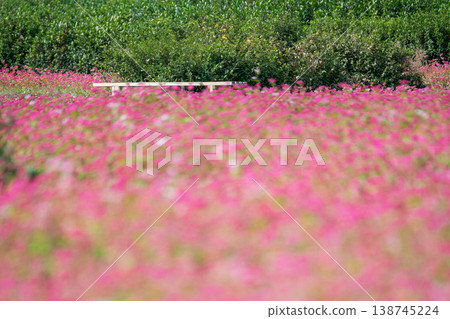 Mie Prefecture, Inabe City, Red Buckwheat Field, Autumn Image Mie Prefecture, Inabe City, Red Buckwheat Field, Autumn Image 138745224