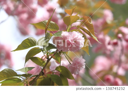雙櫻花盛開「關山」 雙櫻花盛開「關山」 138745232