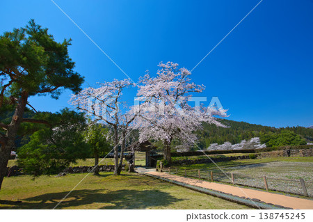 櫻花盛開的景色-淺倉氏遺跡 櫻花盛開的景色-淺倉氏遺跡 138745245