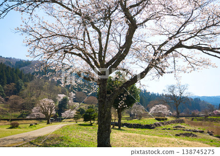 A landscape with cherry blossoms in full bloom - Asakura Clan Ruins A landscape with cherry blossoms in full bloom - Asakura Clan Ruins 138745275