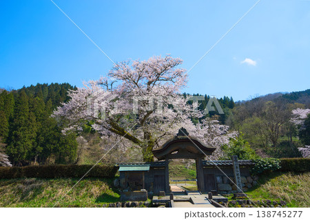 A landscape with cherry blossoms in full bloom - Asakura Clan Ruins 138745277